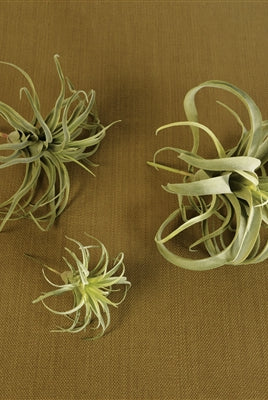 Faux Tillandsia-Home Decor-Vixen Collection, Day Spa and Women's Boutique Located in Seattle, Washington