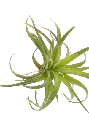 Faux Tillandsia-Home Decor-Vixen Collection, Day Spa and Women's Boutique Located in Seattle, Washington