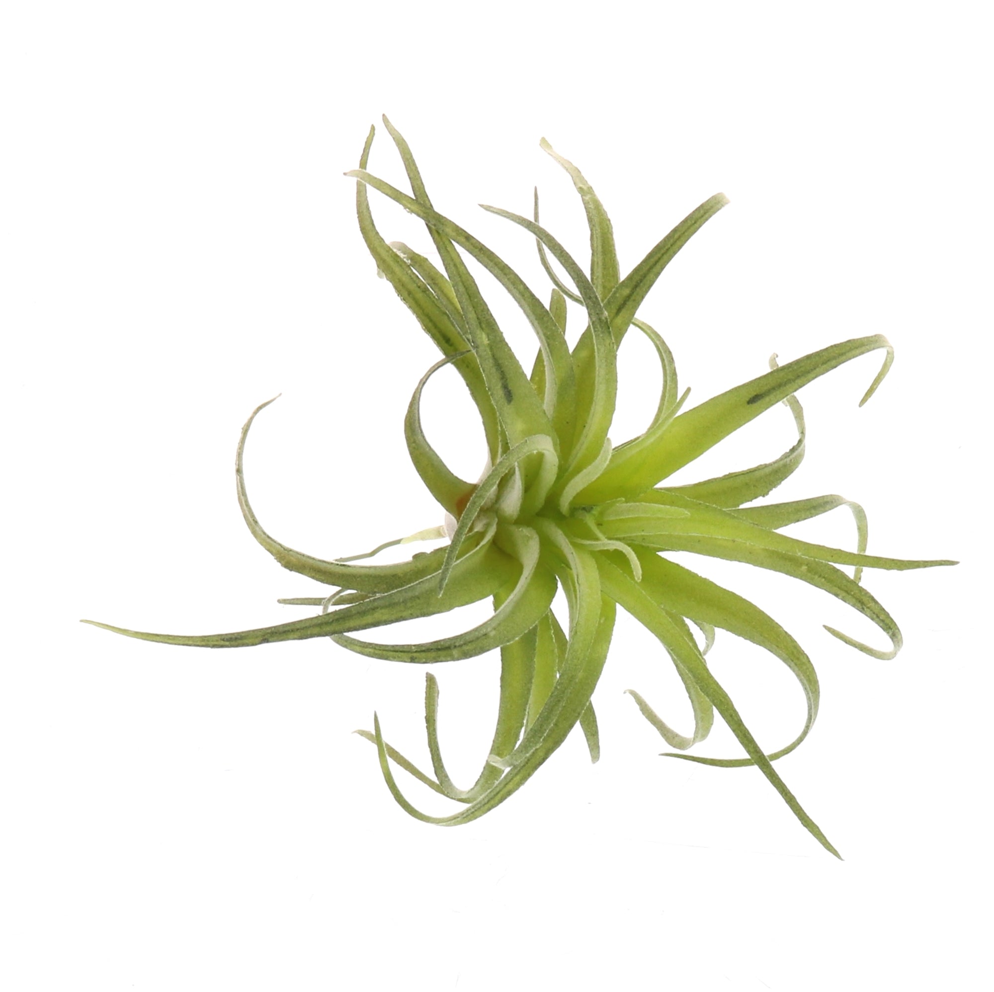 Faux Tillandsia-Home Decor-Vixen Collection, Day Spa and Women's Boutique Located in Seattle, Washington