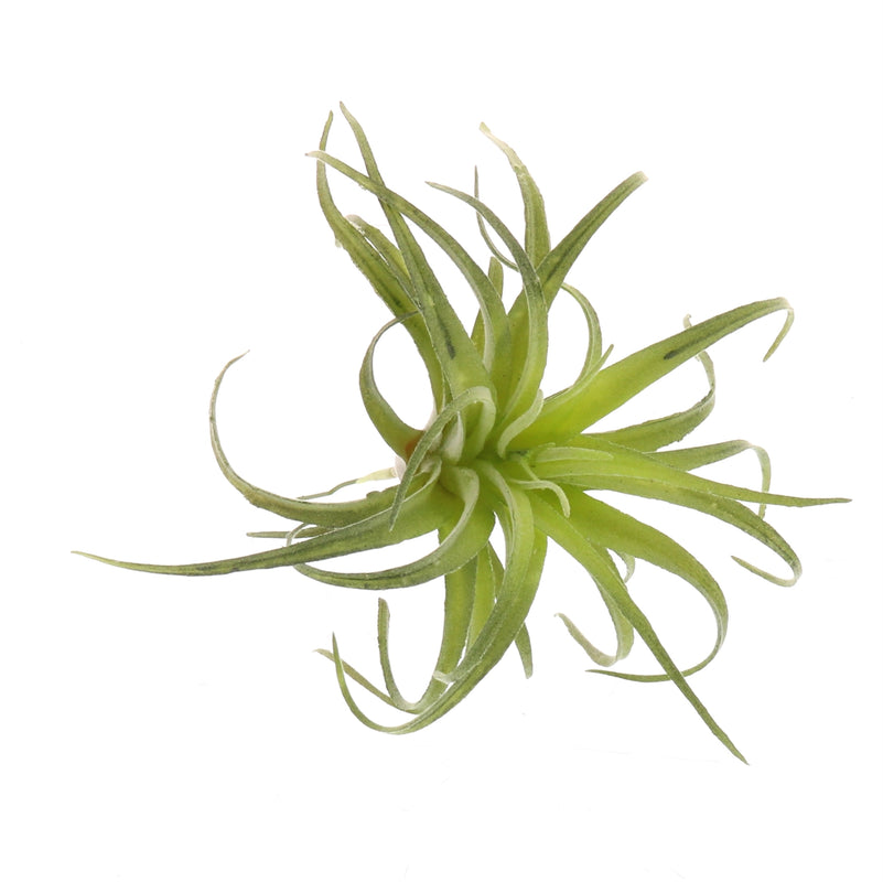Faux Tillandsia-Home Decor-Vixen Collection, Day Spa and Women's Boutique Located in Seattle, Washington