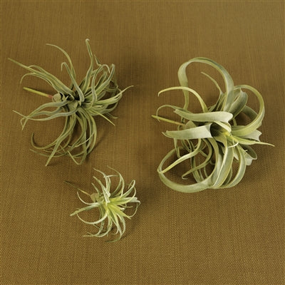 Faux Tillandsia-Home Decor-Vixen Collection, Day Spa and Women's Boutique Located in Seattle, Washington